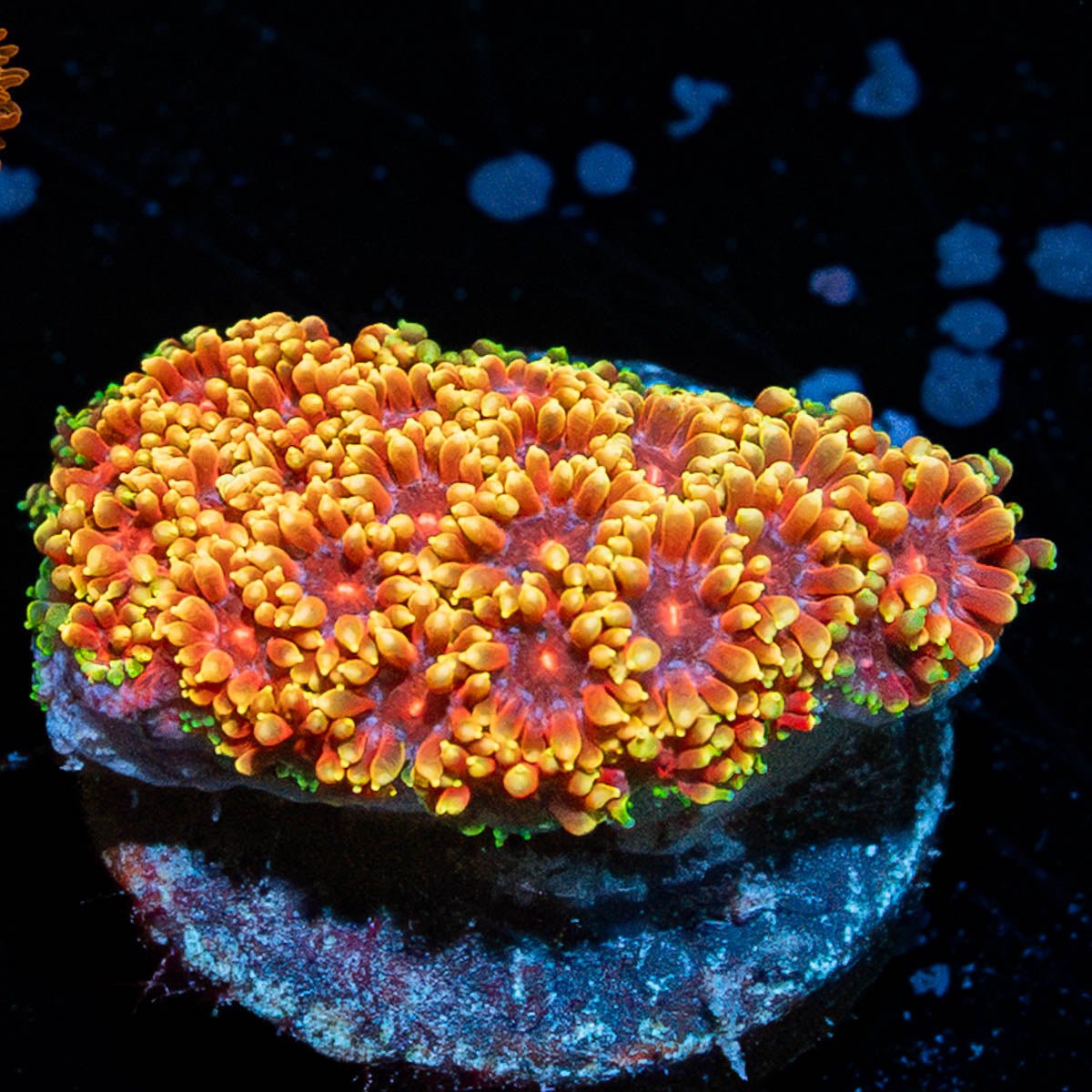 Rainbow Barnardapora - riptide aquaculture llc