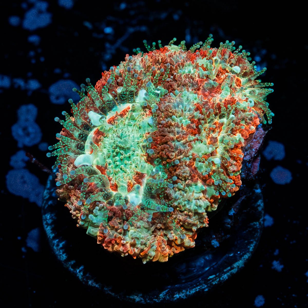 Wolverine Asian Acan - riptide aquaculture llc