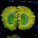 Thors Hammer Acan - riptide aquaculture llc