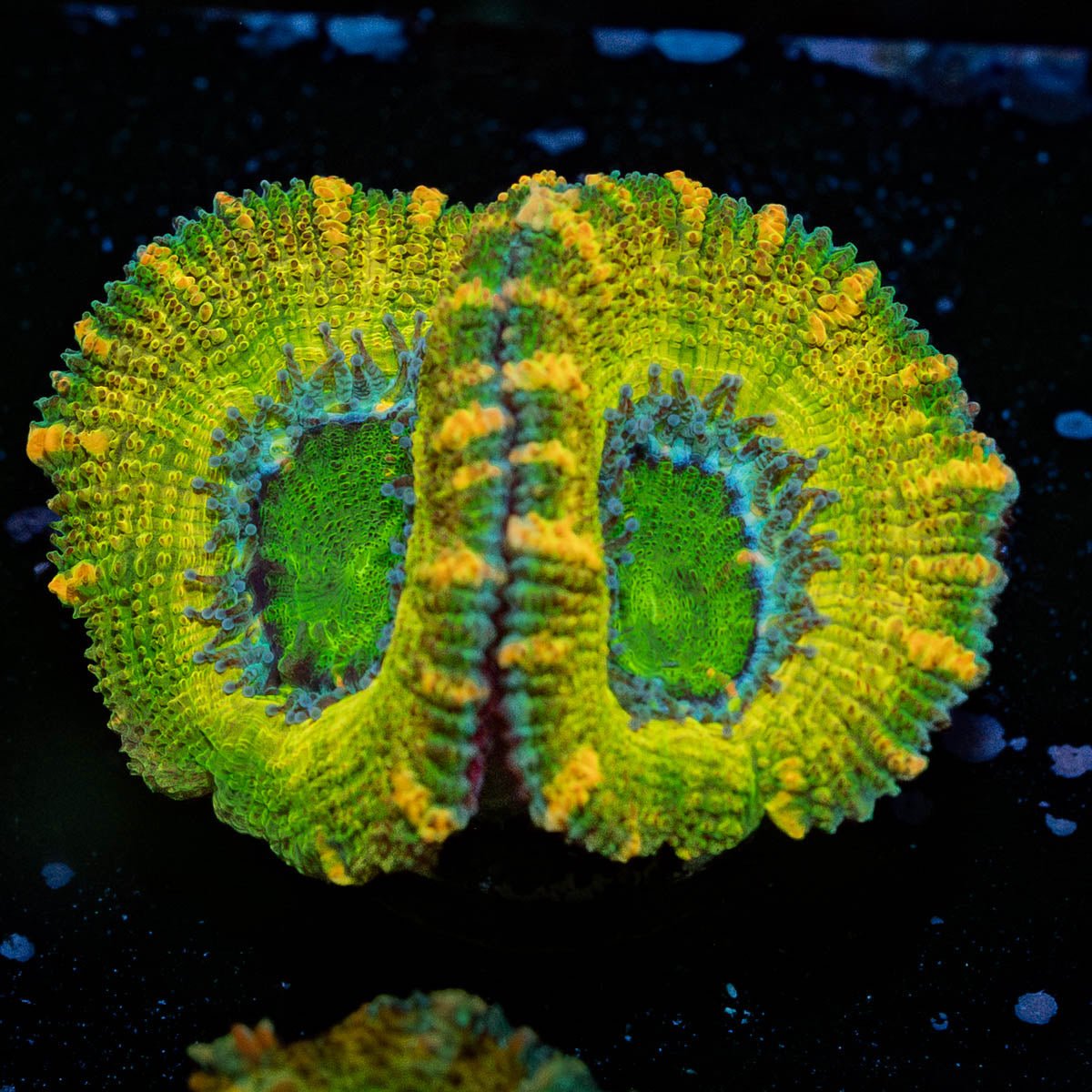 Thors Hammer Acan - riptide aquaculture llc