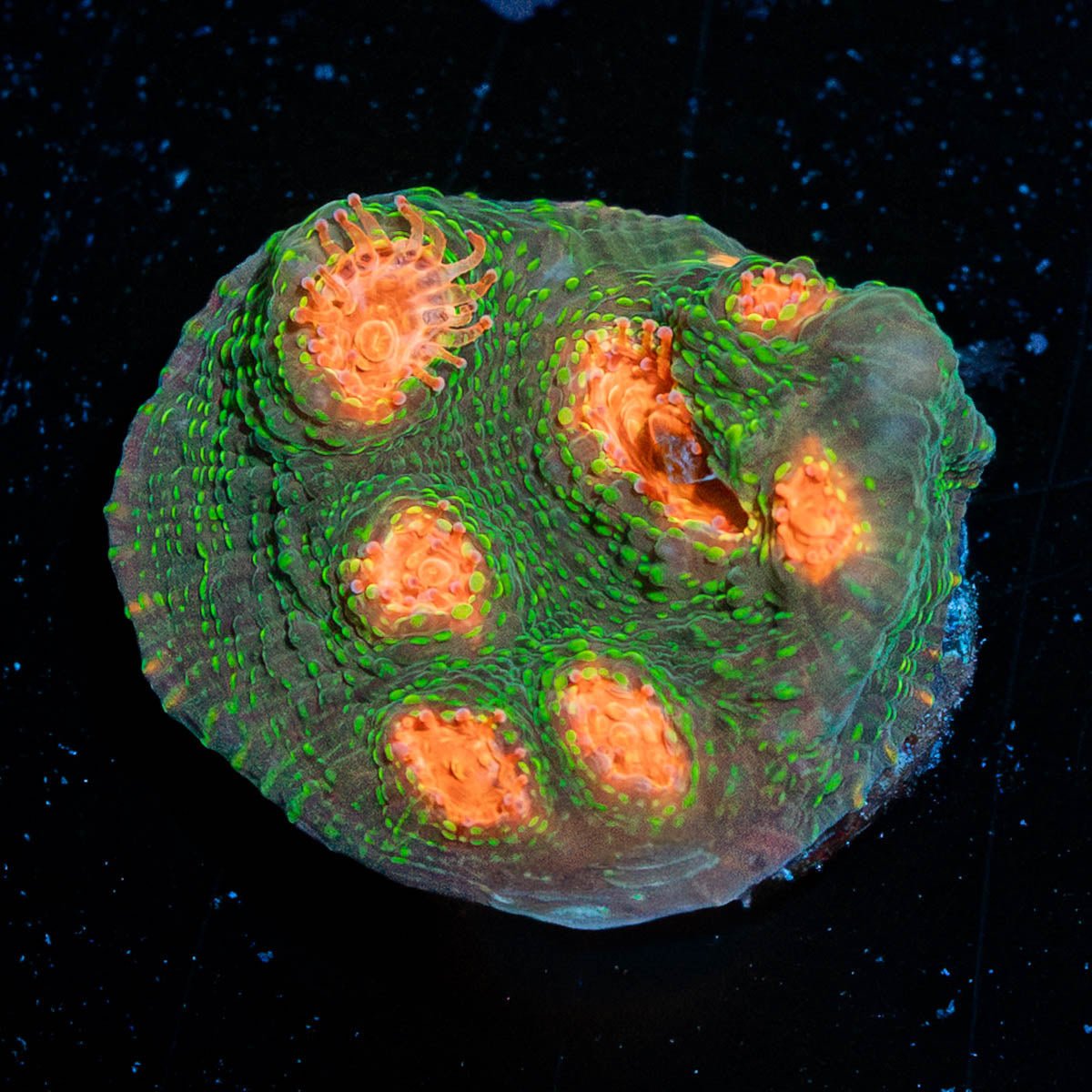 Mummy Eye Chalice - riptide aquaculture llc