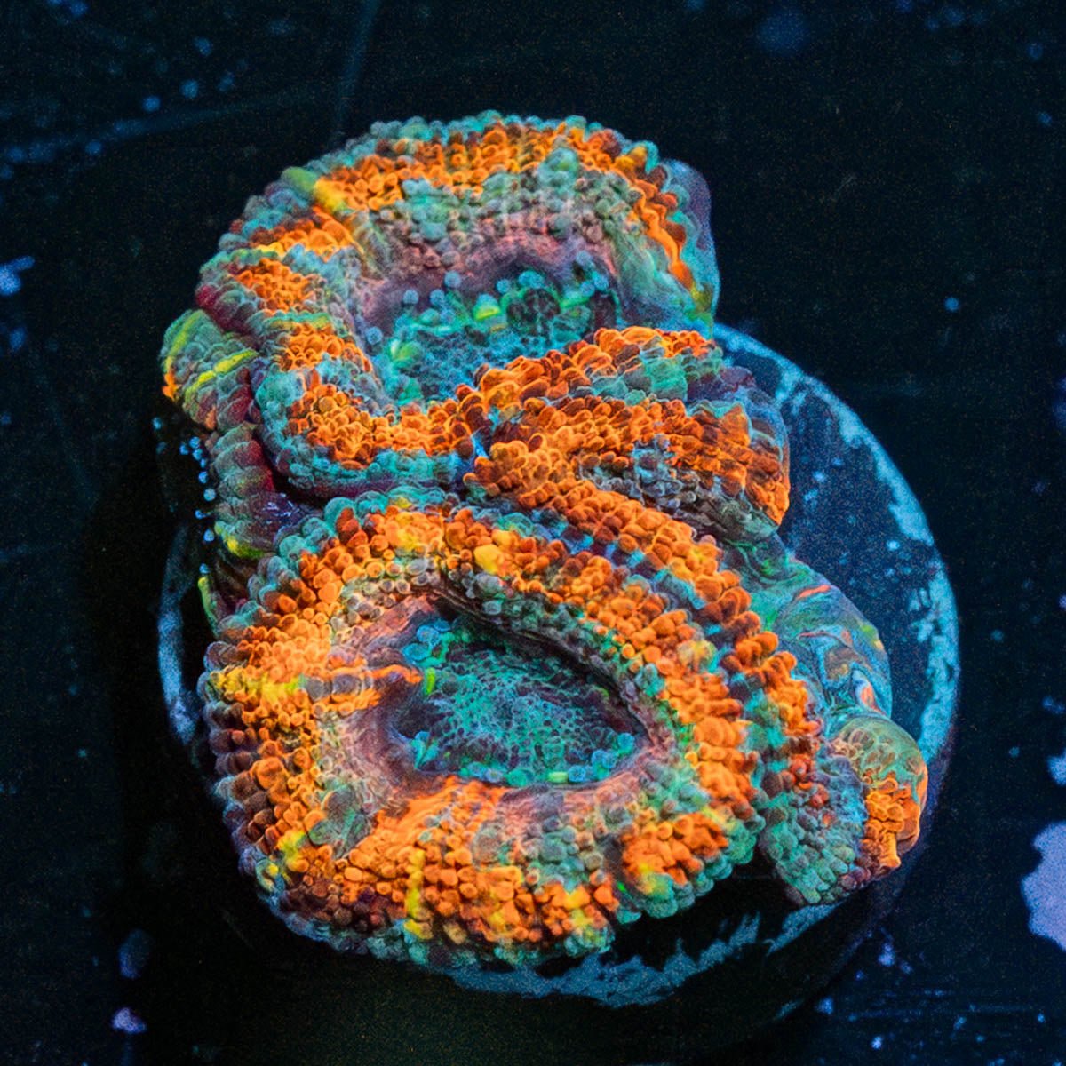Rainbow Acan - riptide aquaculture llc