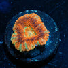 Blood Moon Asian Acan - riptide aquaculture llc