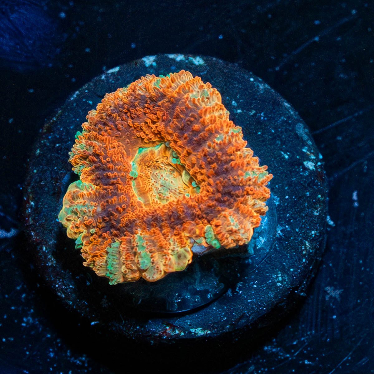Blood Moon Asian Acan - riptide aquaculture llc