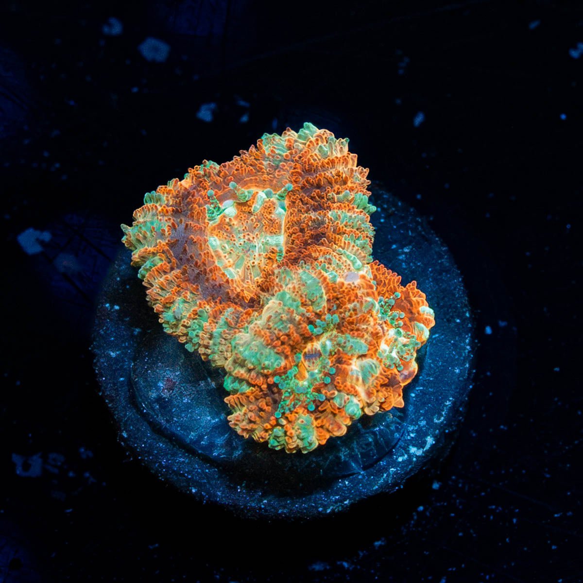 Red Panda Asian Acan - riptide aquaculture llc