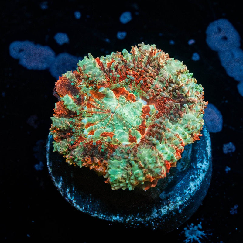 Wolverine Asian Acan