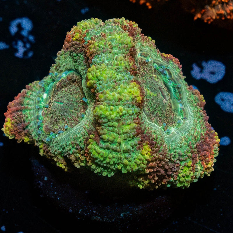 Cyclops Asian Acan