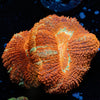 Blood Moon Asian Acan - riptide aquaculture llc