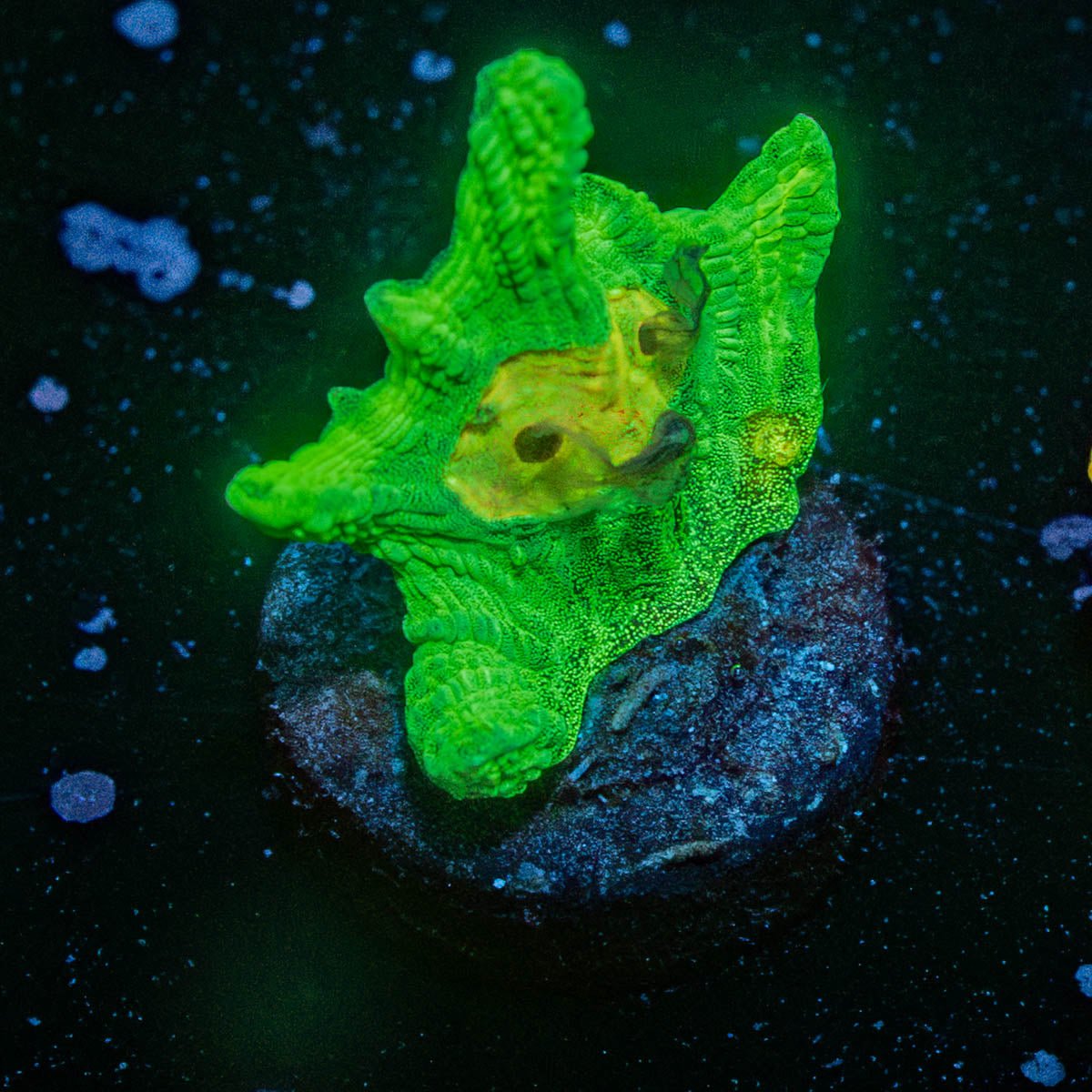 Space Invader Pectinia Chalice - riptide aquaculture llc