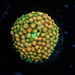 Ultra Ricordea mushroom - riptide aquaculture llc