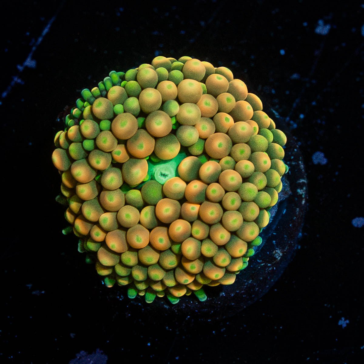 Ultra Ricordea mushroom - riptide aquaculture llc