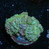 Carpet Bomb Mushroom - riptide aquaculture llc