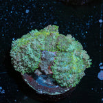 Carpet Bomb Mushroom - riptide aquaculture llc