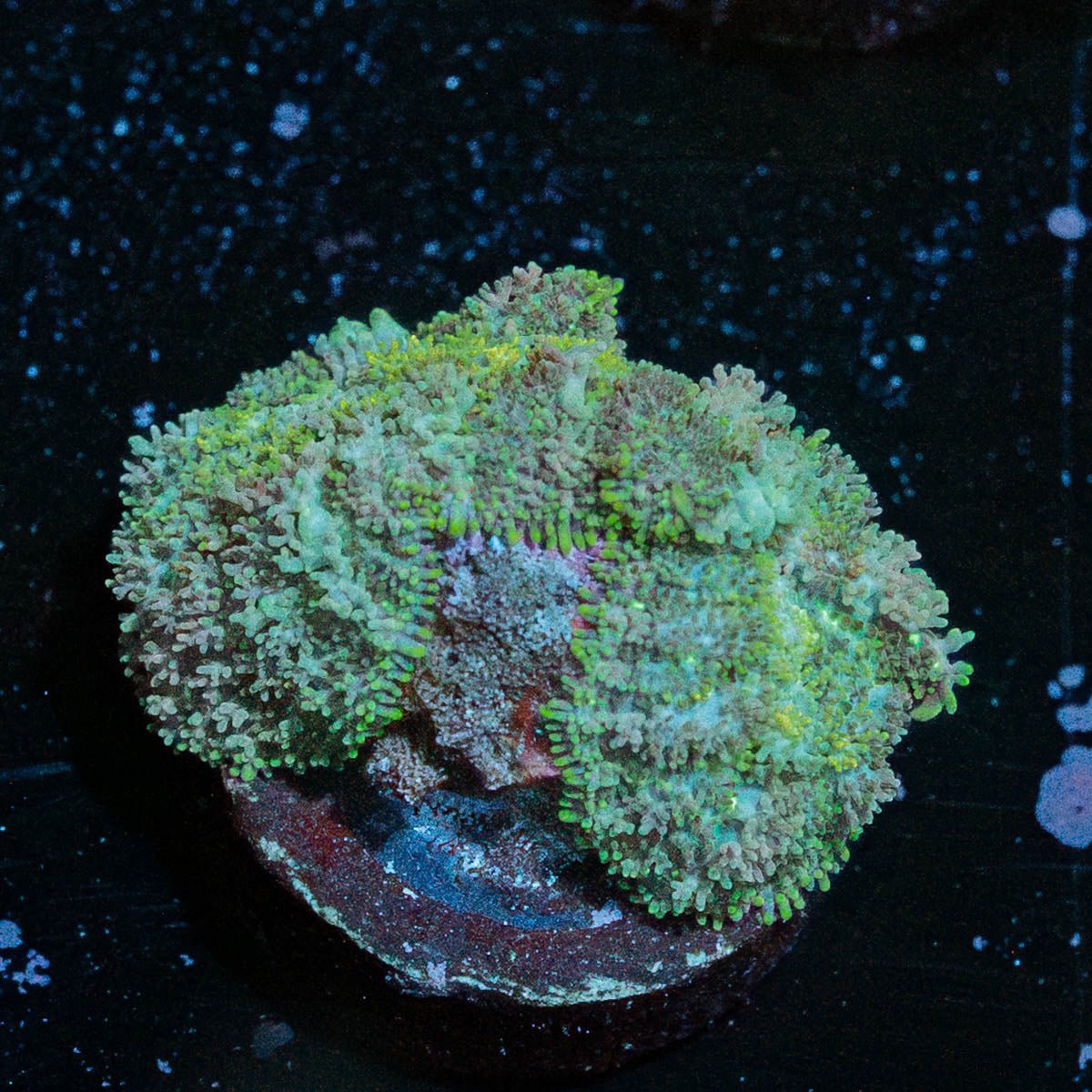 Carpet Bomb Mushroom - riptide aquaculture llc