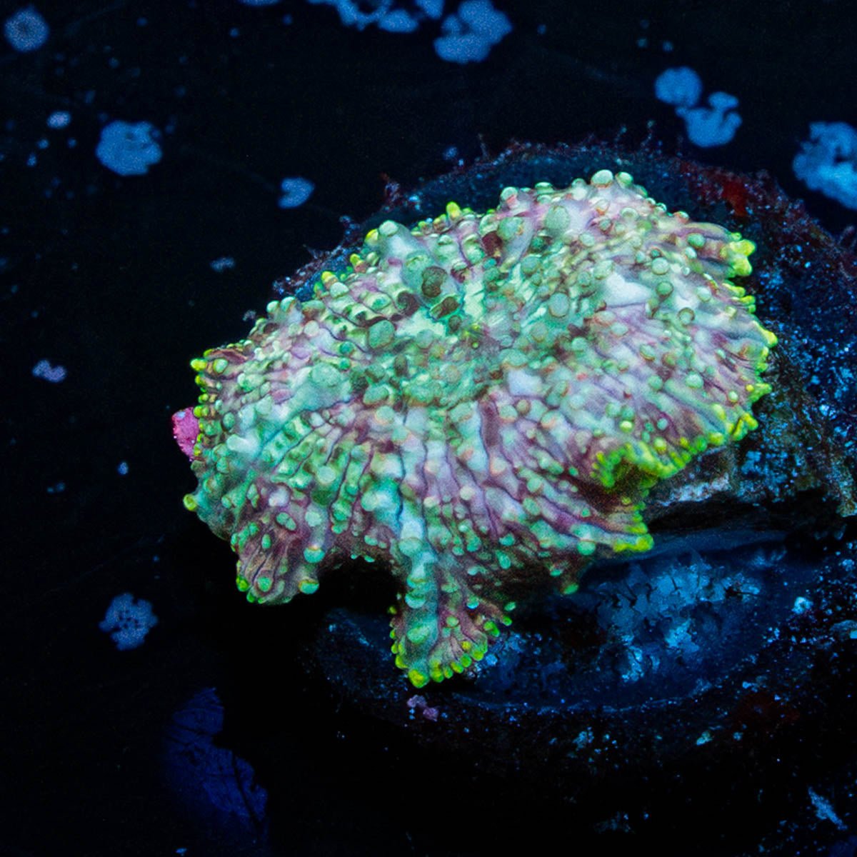 Pink Confetti Mushroom - riptide aquaculture llc