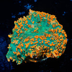 Rhodactis Mushroom - riptide aquaculture llc