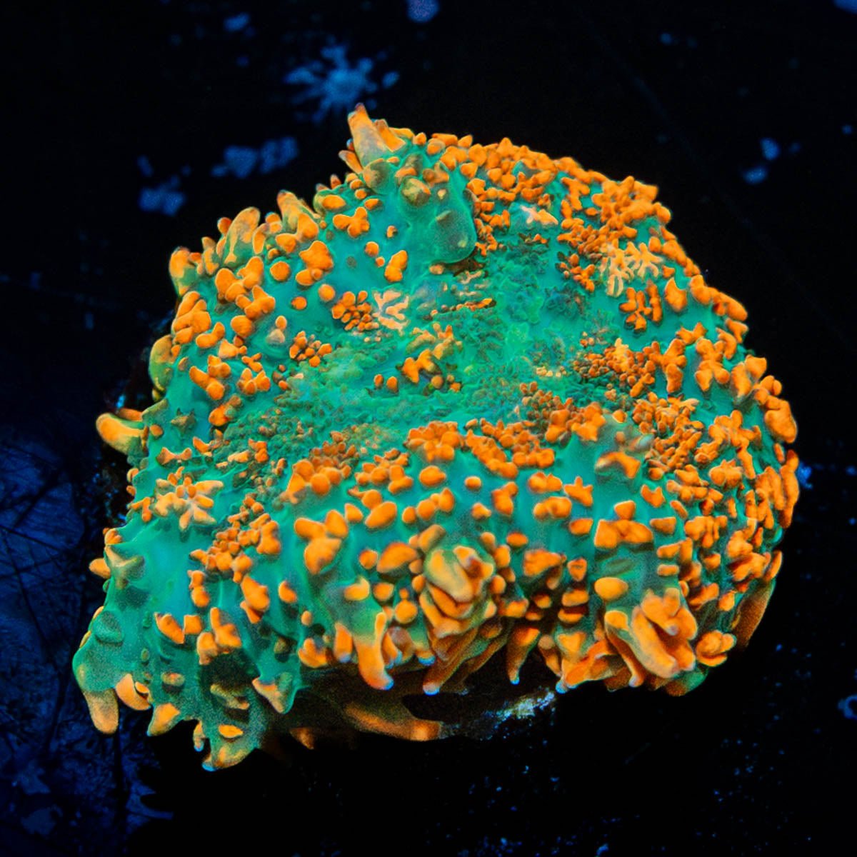 Rhodactis Mushroom - riptide aquaculture llc