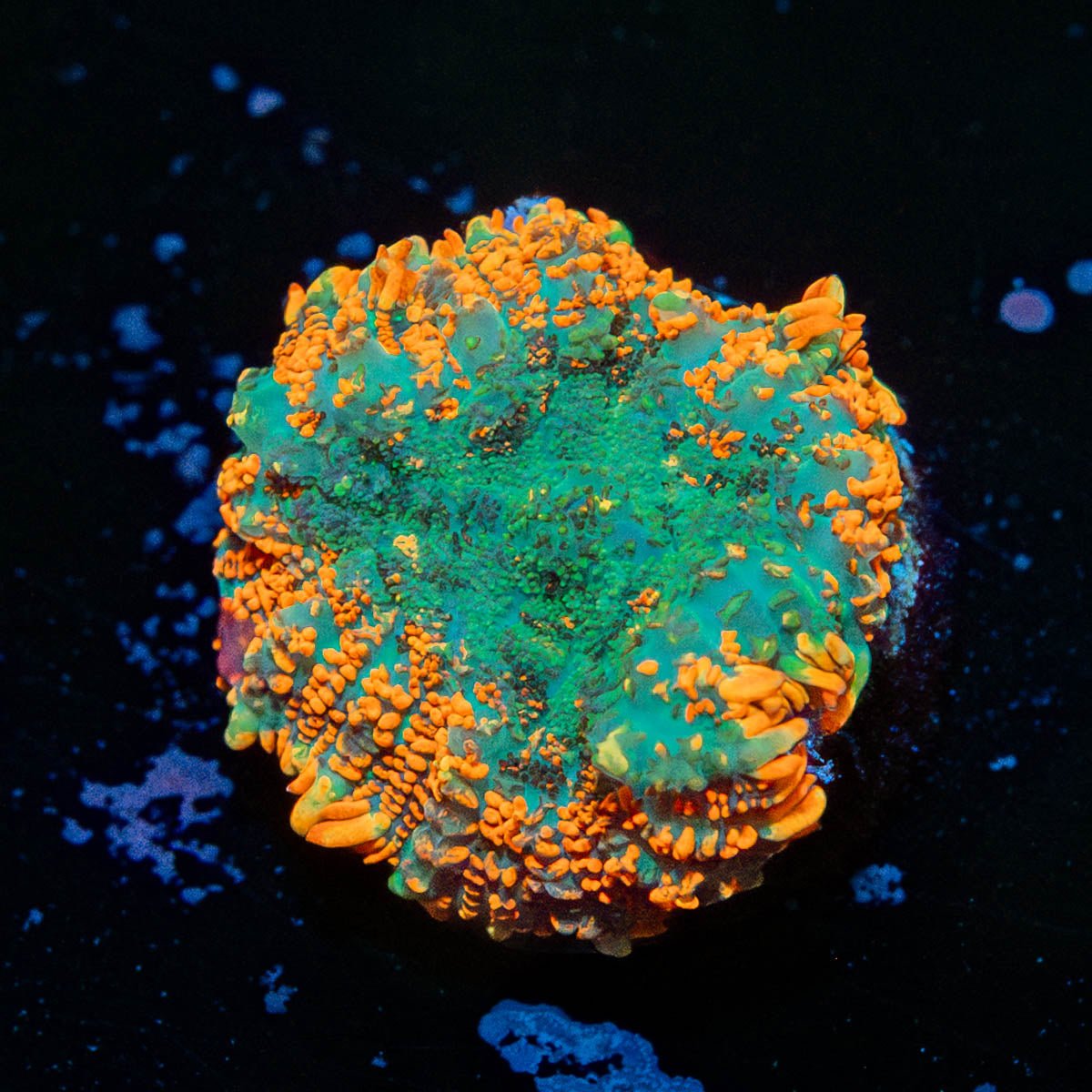 Rhodactis Mushroom - riptide aquaculture llc