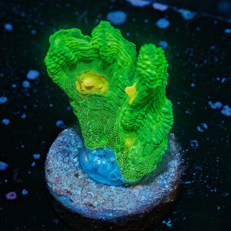 Space Invader Pectinia Chalice