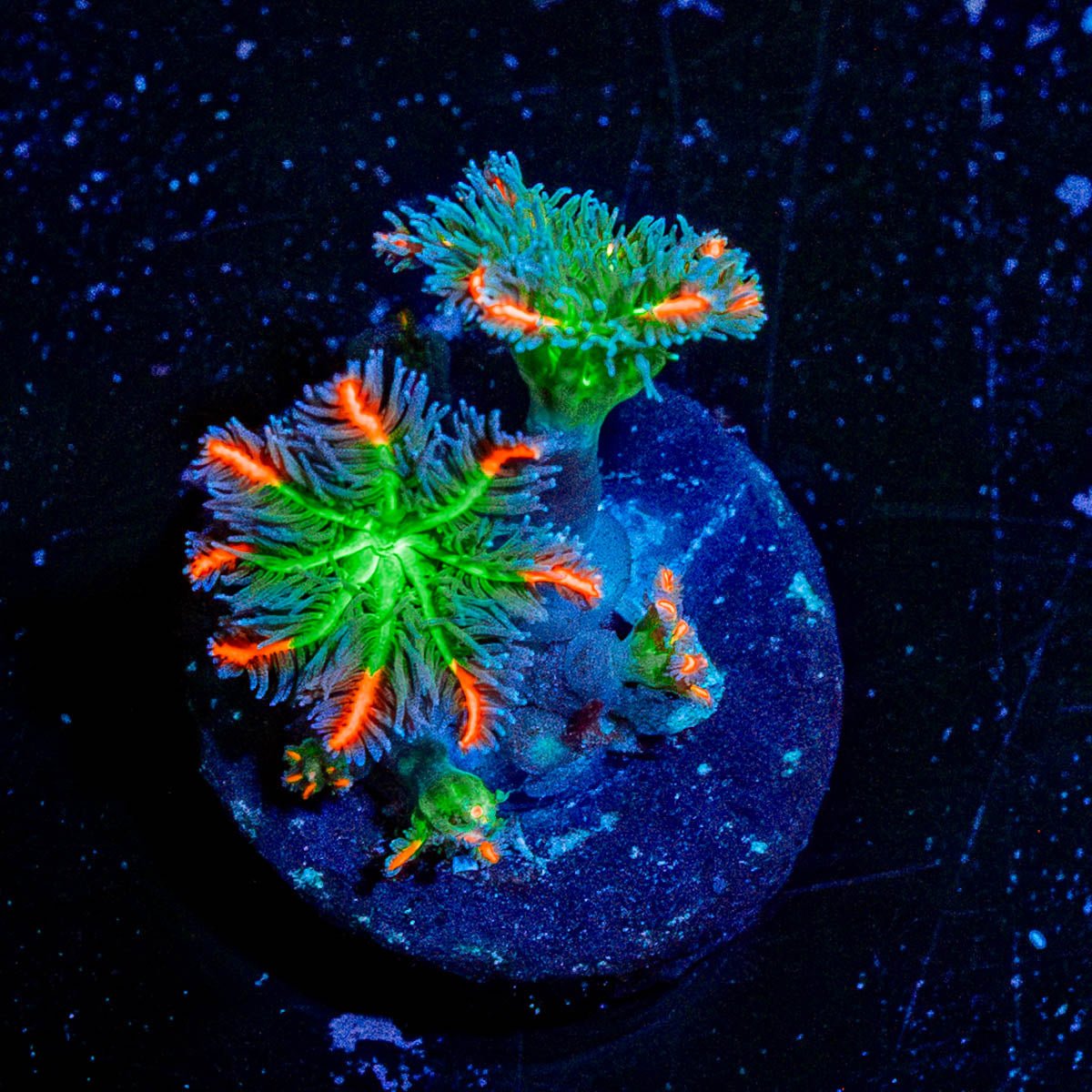 ARC FireWork Cloves Polyps - riptide aquaculture llc