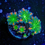 ARC FireWork Cloves Polyps - riptide aquaculture llc