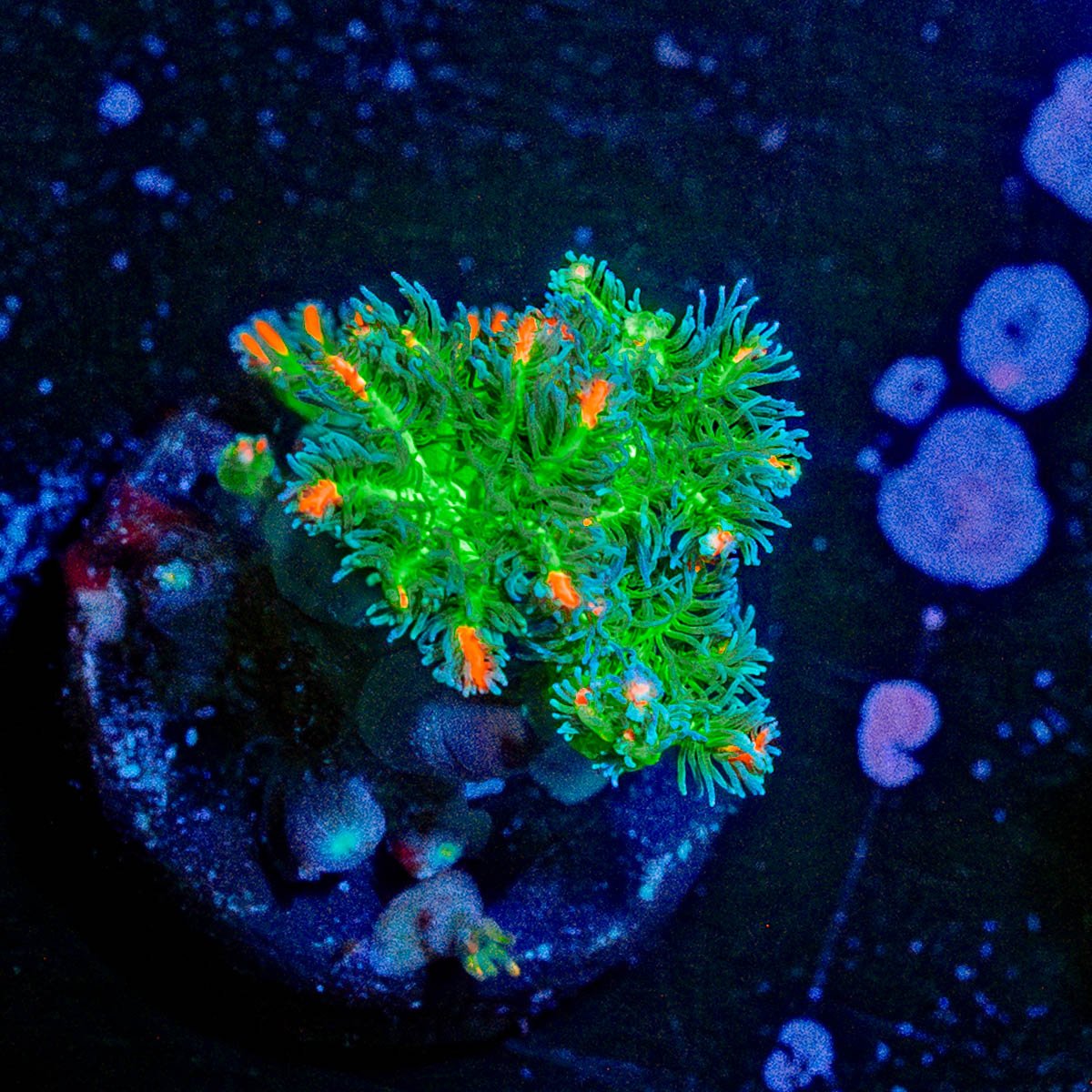 ARC FireWork Cloves Polyps - riptide aquaculture llc