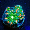 ARC FireWork Cloves Polyps - riptide aquaculture llc