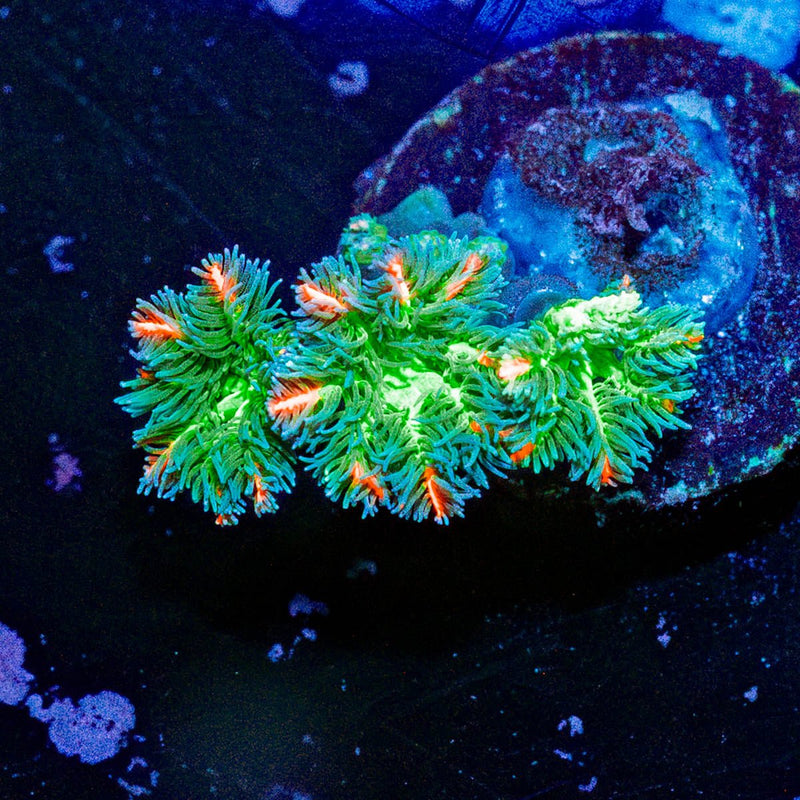 ARC FireWork Cloves Polyps