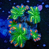 ARC FireWork Cloves Polyps - riptide aquaculture llc