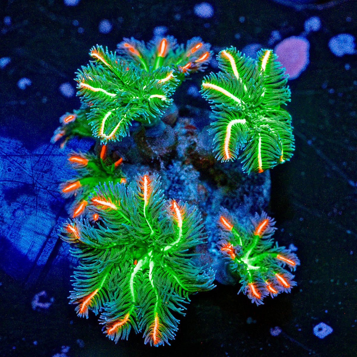 ARC FireWork Cloves Polyps - riptide aquaculture llc