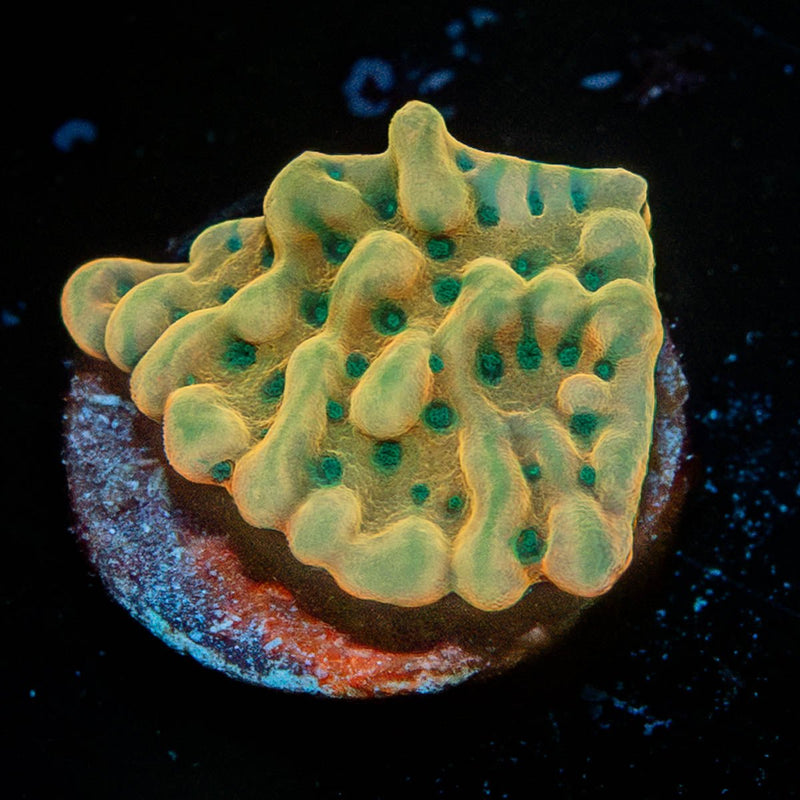 Beach Bum Montipora