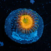 Sunny D Zoanthid - riptide aquaculture llc
