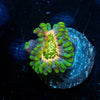 Milky Way Zoanthid - riptide aquaculture llc