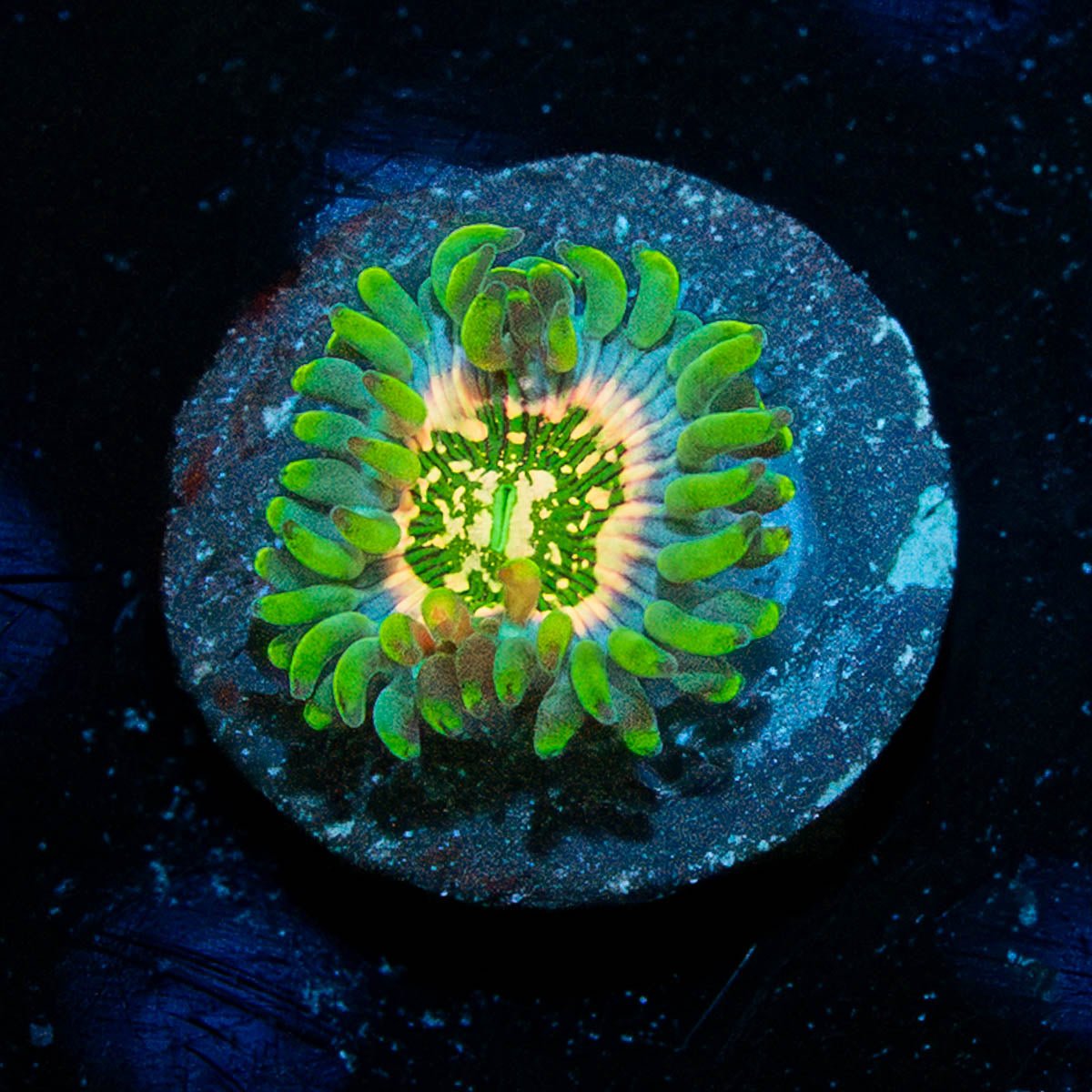 Milky Way Zoanthid - riptide aquaculture llc