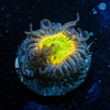 Tinker Bells Zoanthid - riptide aquaculture llc