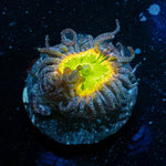Tinker Bells Zoanthid - riptide aquaculture llc