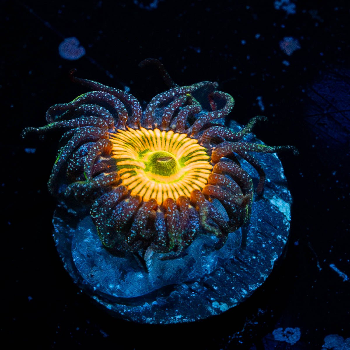 Sunny D Zoanthid - riptide aquaculture llc