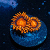 Orange Bam BAm Zoanthid - riptide aquaculture llc