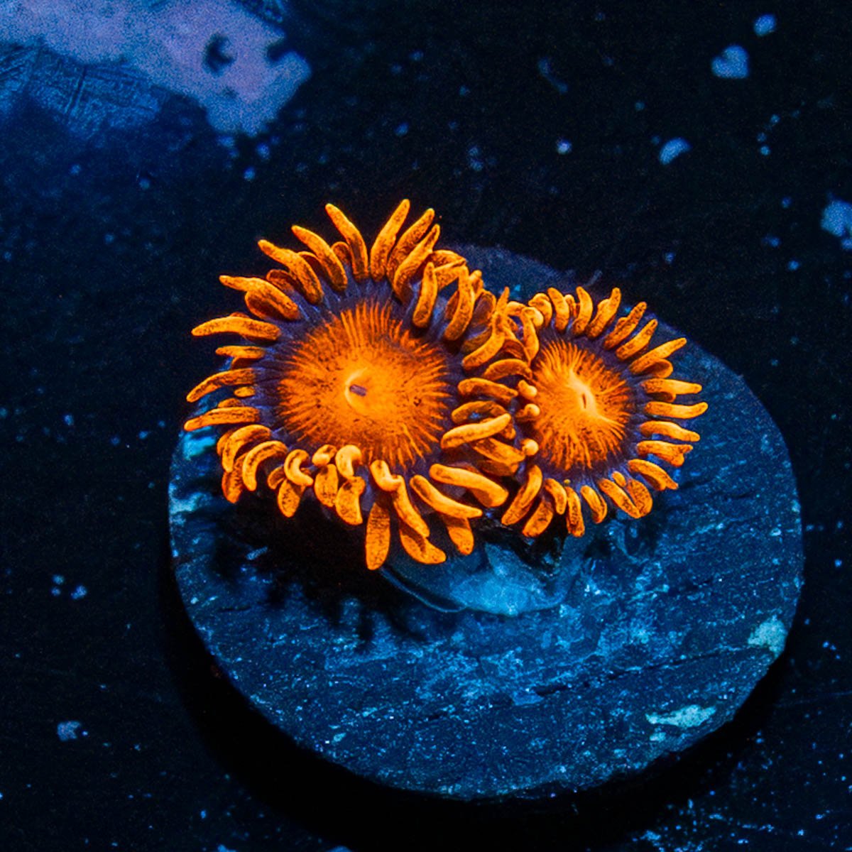 Orange Bam BAm Zoanthid - riptide aquaculture llc