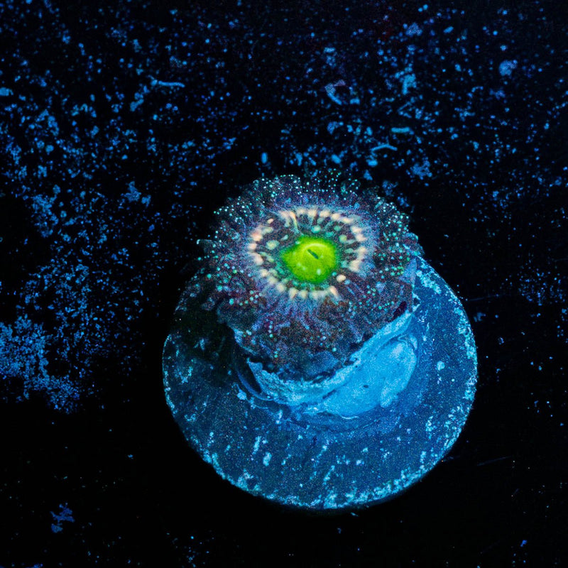 Blue Lagoon Zoanthid