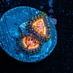 Valkarys Zoanthid - riptide aquaculture llc