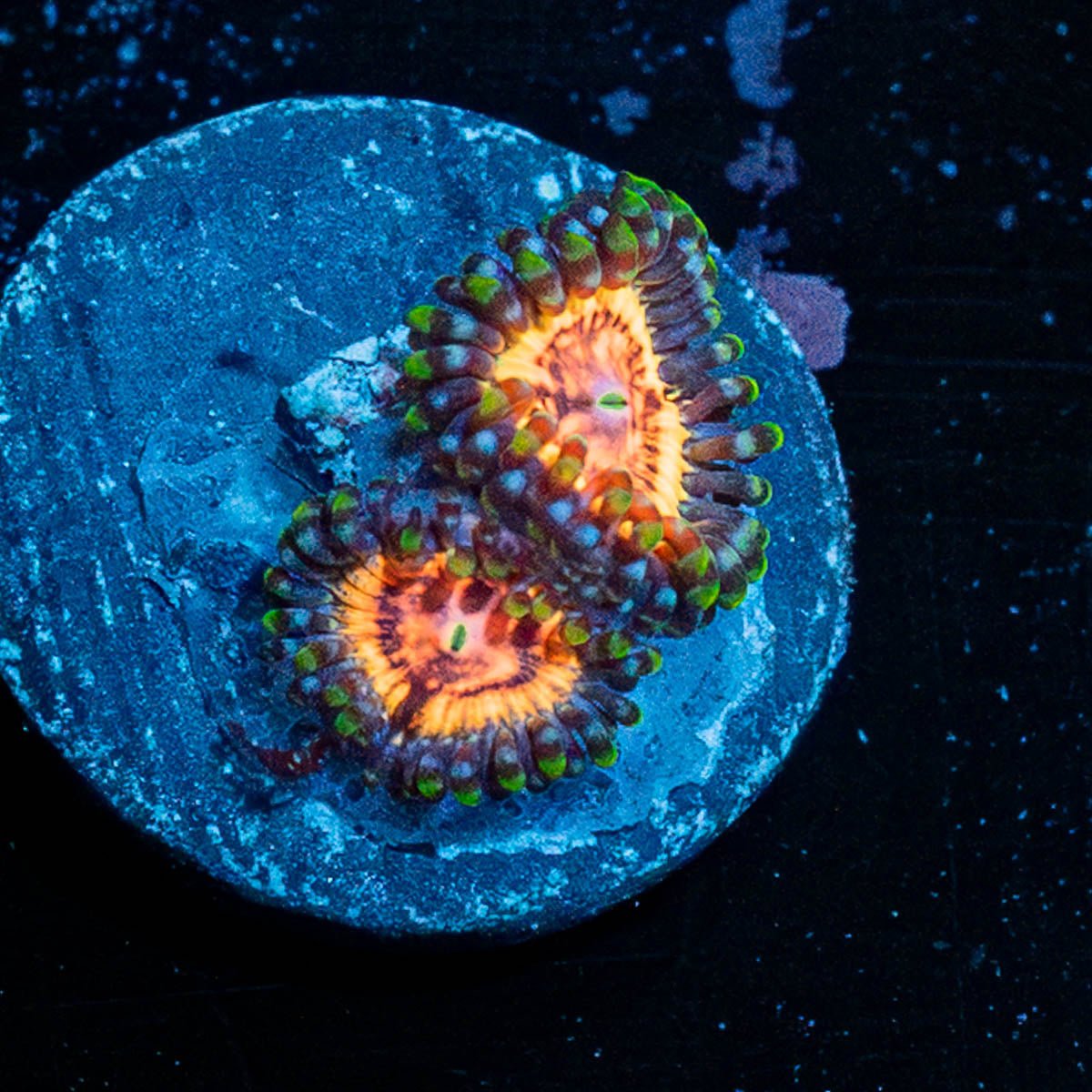 Valkarys Zoanthid - riptide aquaculture llc