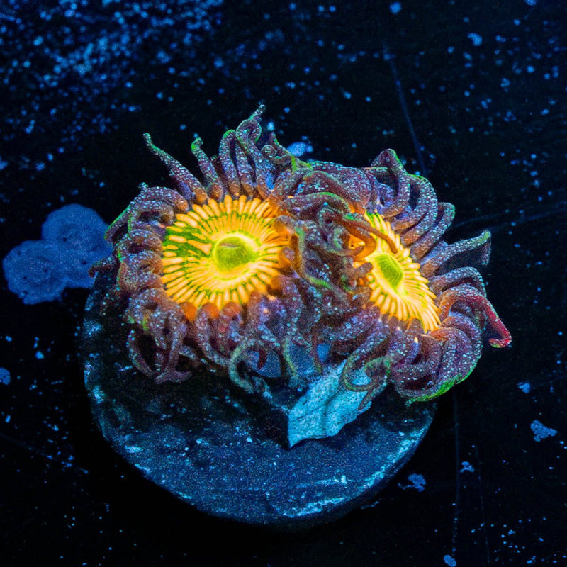 Sunny D Zoanthid