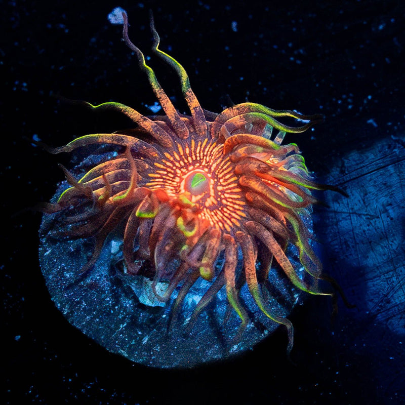 Aztec Warrior Zoanthid