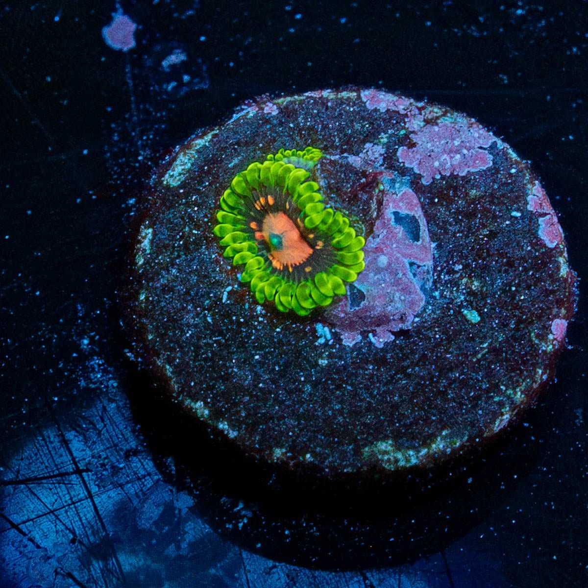 Pink Plasma Zoanthid - riptide aquaculture llc