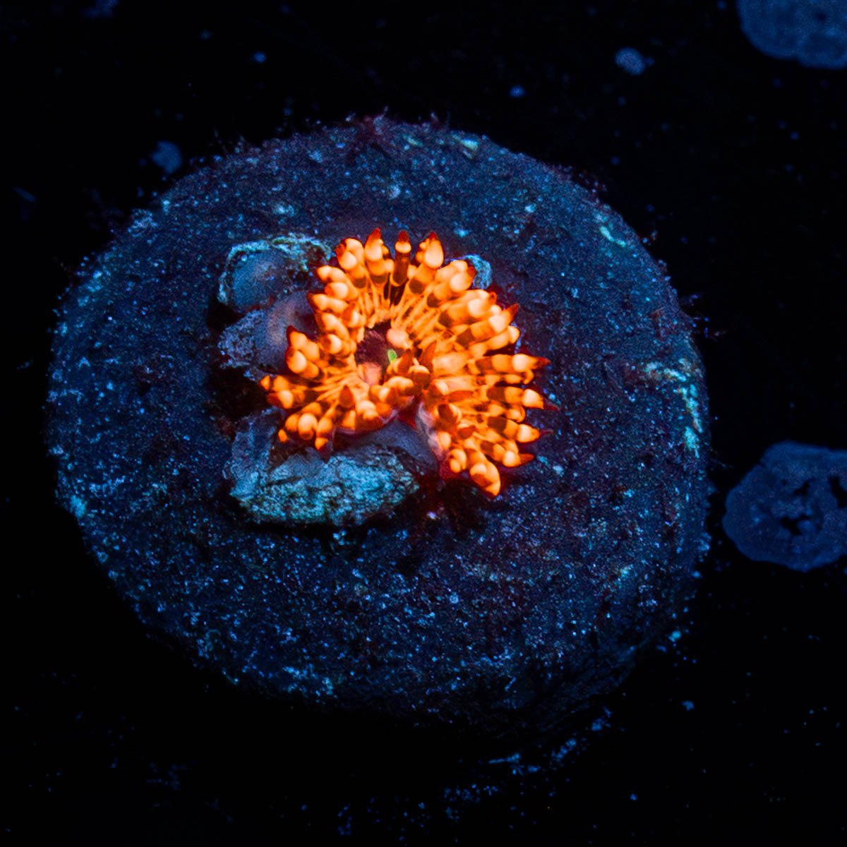 Utter Chaos Zoanthid - riptide aquaculture llc