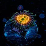 Sunny D Zoanthid - riptide aquaculture llc