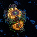 Desert Storms Zoanthid - riptide aquaculture llc