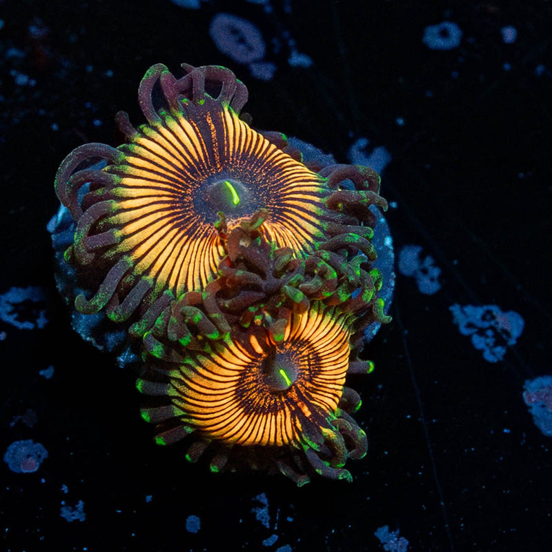 Desert Storms Zoanthid