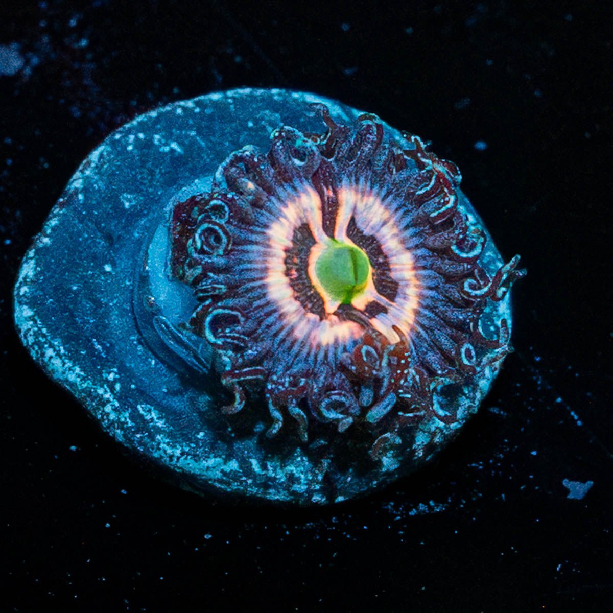 Pink Zippers Zoanthid - riptide aquaculture llc